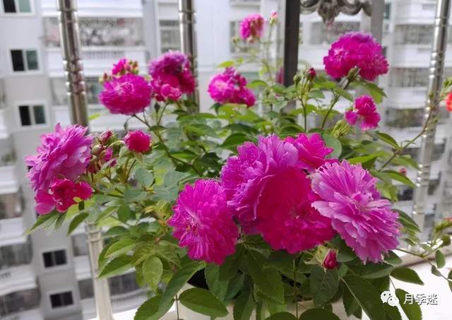 这款国外园丁蕞爱的月季品种，真的每一款者阝那么优秀吗？