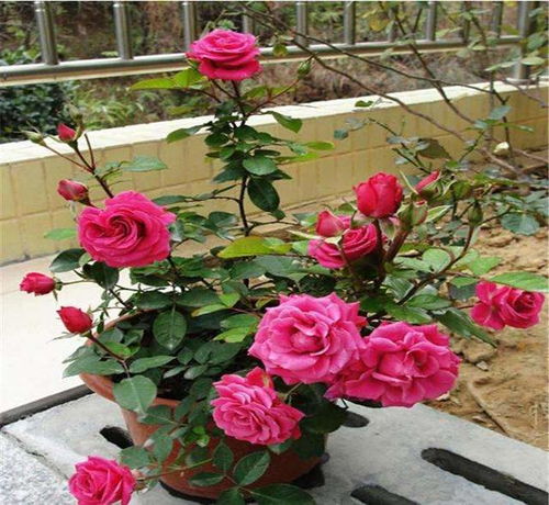 施肥之道， 花开之源