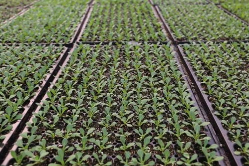 优化红豆草播种技术，提升种苗出土率