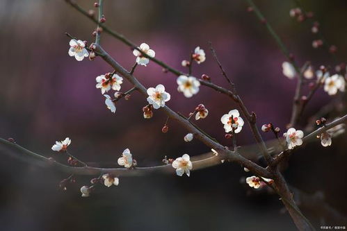 蓝桉花语象征希望与坚韧，花朵形态独特迷人