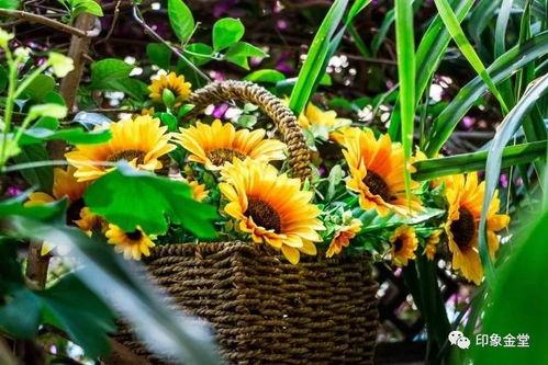 勋章菊：以毒攻毒的秘诀