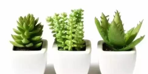 耐热、 耐潮湿的观赏植物