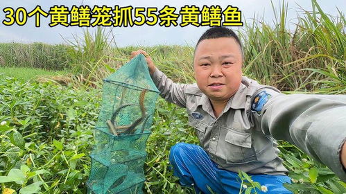 揭秘黄鳝的美容秘技：花卉养护新趋势