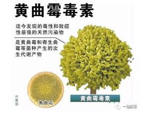 大富贵养殖时需要注意哪些温度、湿度、饲料等细节