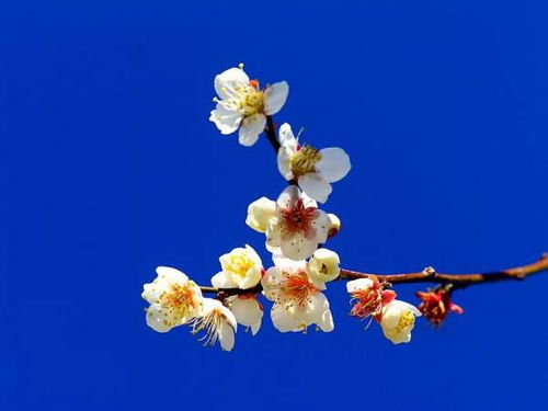 梅花叶子突然黄了是何原因导致