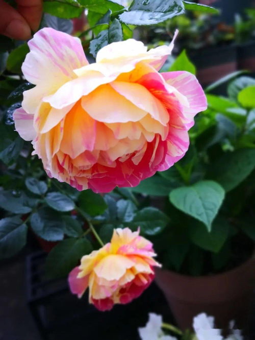 月季花， 花中的皇后