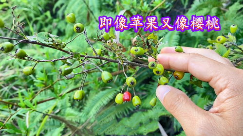 五角枫种子的采摘时机