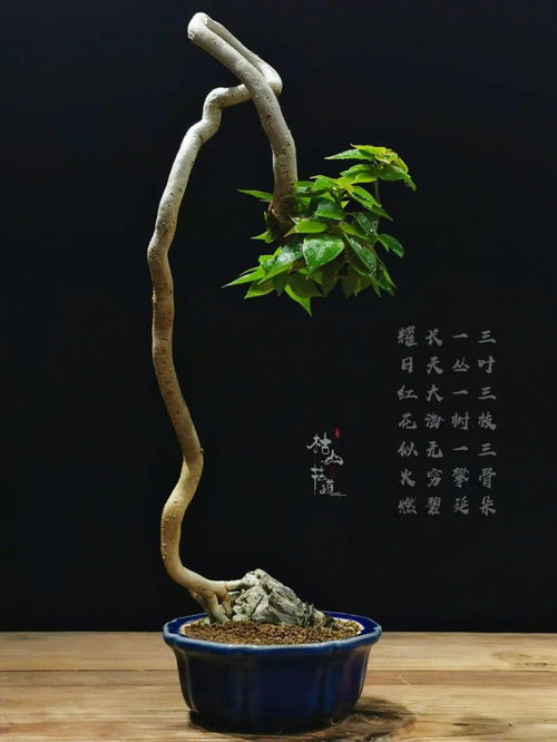 冬季花浇水过多，如何挽救