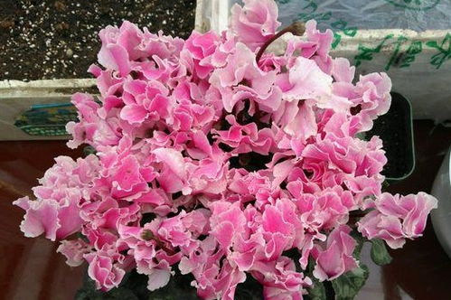 仙客来夏季不开花？养护方法出了问题