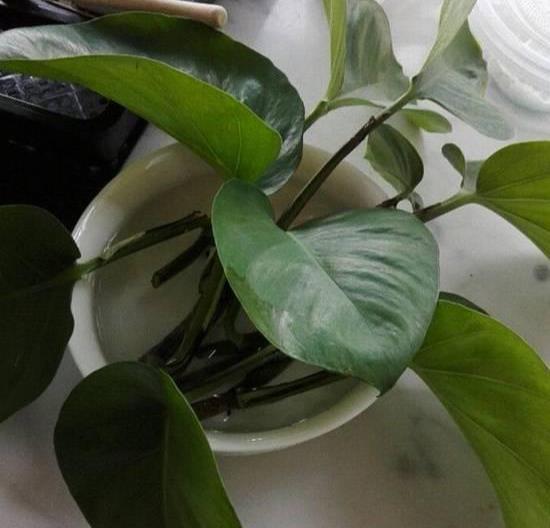 用绳子将绿萝吊挂，如何巧妙拆分为一株双生
