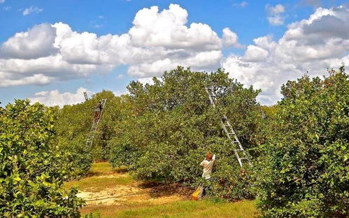 适合在山地环境中种植的树木类型