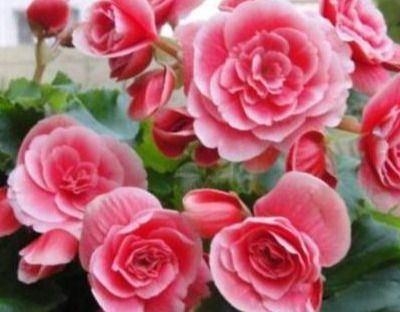 丽格海棠种子的小秘密