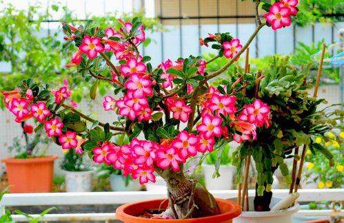 凌肖是啥植物？揭秘阳台种植凌肖的养护秘诀