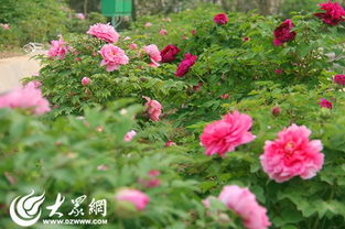 曹州牡丹园的赏花氛围