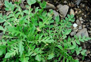 蔊菜：日赚300元， 钙含量惊人