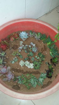 苏州李姐的花园实测：花期科学控水可使单株开花量增加35%，花色饱和度提升20%！