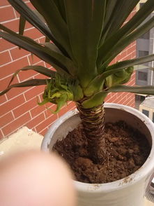 龙血花花朵的神奇功效