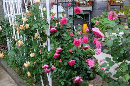 花苞还没开就掉了怎么办？