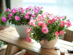 1. 迷迭香：记忆力提升的小帮手