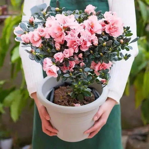 乙女心月季花型独特，色彩丰富