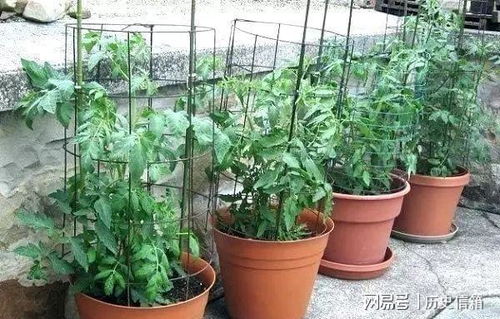薄荷浇水要浇透，请问如何确保每次都能浇透而不造成积水呢