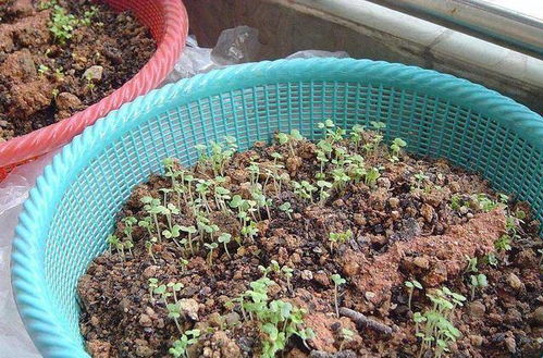 鸡毛菜， 种得快，长得好，储存时间长