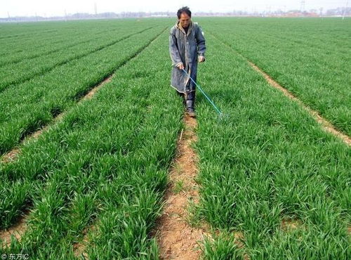 百草枯的使用与禁忌