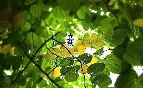晚稻播种时间宜选在立秋前后