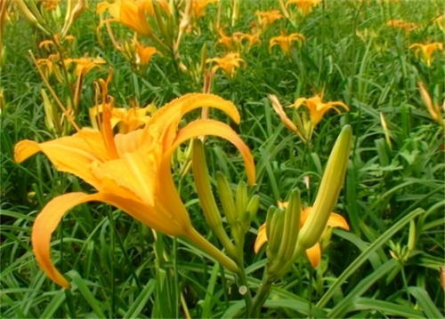 黄花菜富含营养，具有安神、补血、抗衰老等功效