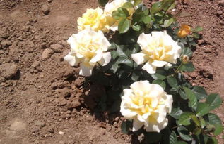 月季苗价格高昂，新农人土里刨金