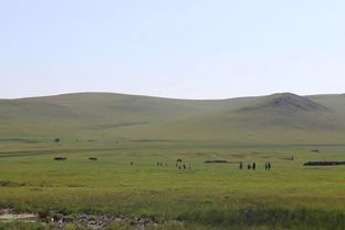 呼伦贝尔草原上的牧草种类