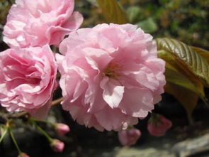 要是有个名字就好了