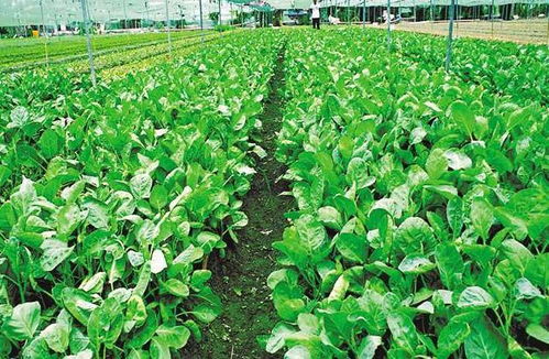 高氯甲维盐是个啥？