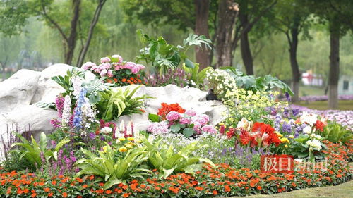 花园里的花花世界