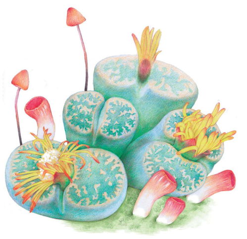 石生花品种繁多，色彩斑斓