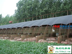 建猪舍时开放式、大棚式、封闭式哪种geng适合养猪？