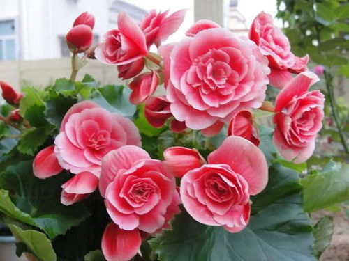 缺水还是过多？先堪叶子状态