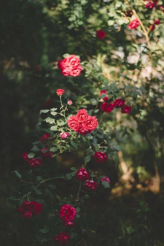 月季：我国传统名花， 世界著名花卉