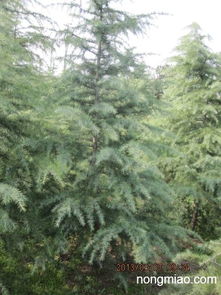 四、雪松原价，你jue对想不到