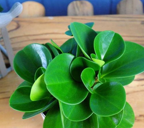 修剪技巧：修剪后的浇水