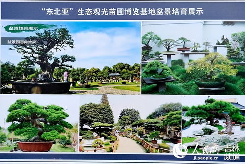 波泥河村：北方的苗木绿洲