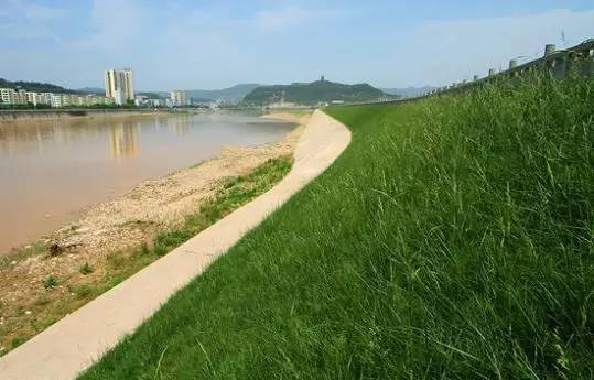 河道护坡：植物的绿色屏障