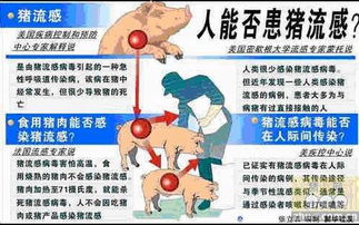 猪流感继发喘病，综合防治是关键