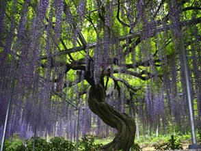 寒风中的绿意：北方藤蔓植物生存记