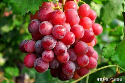 施肥不当， 葡萄树受苦