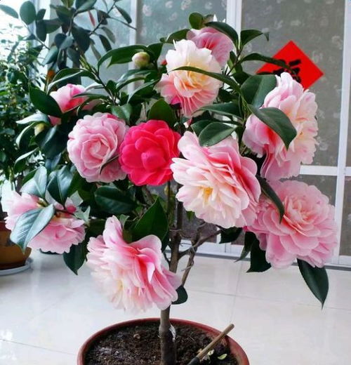 茶花开花时喷稀释醋的奥秘