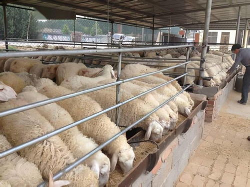 养殖场负责人必盯关键牲畜数据