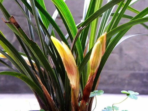 百合种植难？手把手教你种出漂亮百合