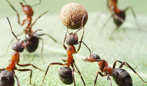 红蚂蚁的巢穴在哪里？