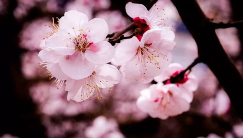 樱花的圈圈小秘密